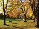 L’automne dans le Parc des Braves (Québec)