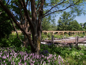 Jardin Roger-Van den Hende. Vue en direction N sur la rhododendraie. Photo: Jean Cazes, 11 juin 2007.