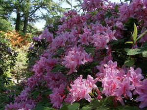 Jardin Roger-Van den Hende. Rhododendraie. Photo: Jean Cazes, 11 juin 2007.