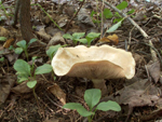 Grand format 800X600. Photo 3: Champignon à identifier. Photo: Jean Cazes, 19 septembre 2007.