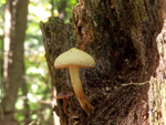 Grand format 800X600. Photo 4: Champignon à identifier. Photo: Jean Cazes, 19 septembre 2007.