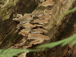 Grand format 800X600. Photo 6: Champignon à identifier. Photo: Jean Cazes, 19 septembre 2007.