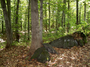 Grand format 800X600. Parc de la montagne-des-Roches. Photo: Jean Cazes, 19 septembre 2007.