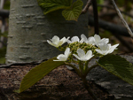 Viorne à feuilles d'aulne (secteur des boisés). Photo: Jean Cazes, 16 mai 2008.