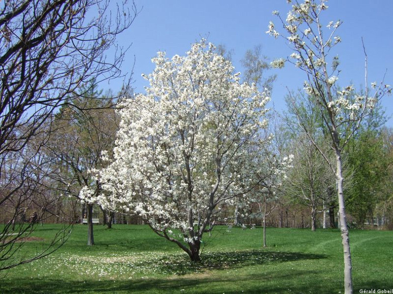 Les Magnolias En Fleurs Québec Urbain