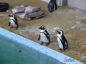 Les manchots font partie des derniers animaux à rester au jardin zoologique du Québec. Ils devraient être transférés cet automne à l'Aquarium. (Photo: François Cattapan).