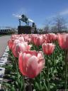 Parc de l’Amérique Latine. Tulipes